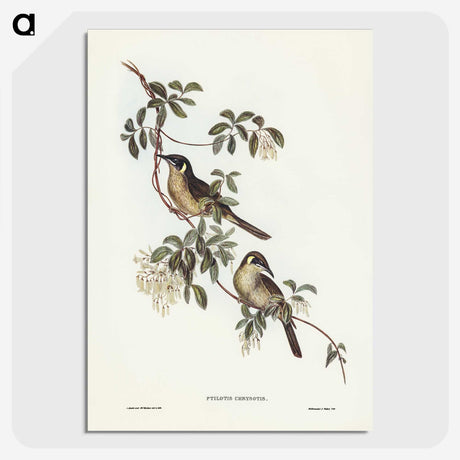 2-88_John-Gould_picture-crop