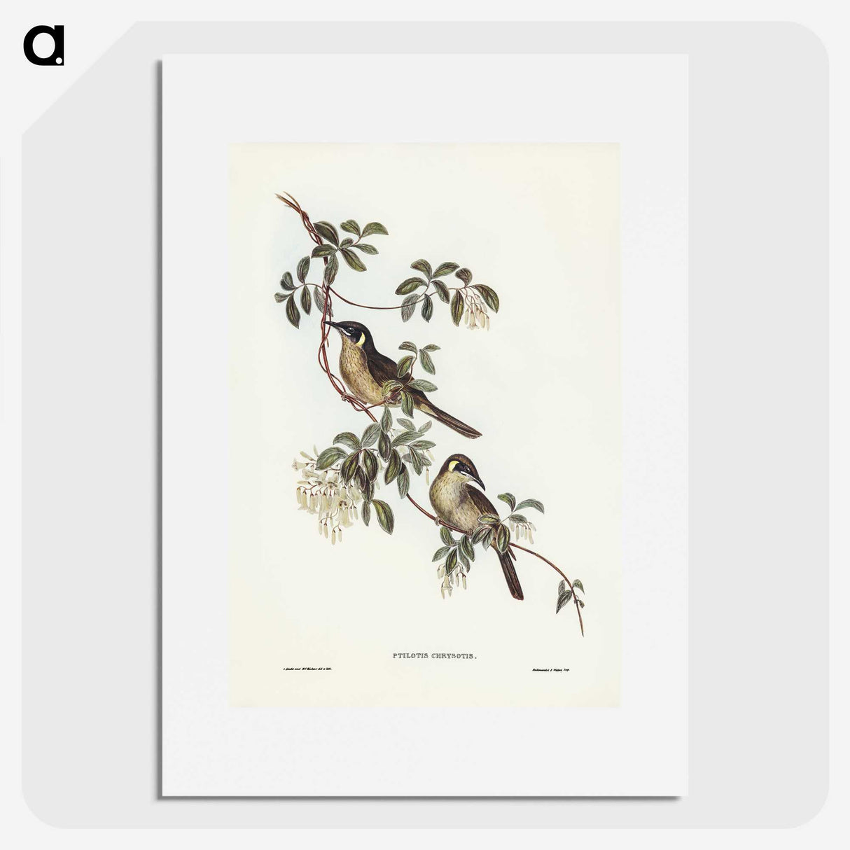 2-88_John-Gould_picture