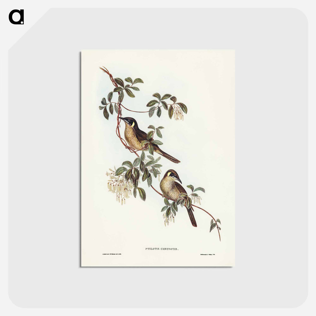 アートポストカード-Singing Honey-eater
 - ジョン グールド Postcard.