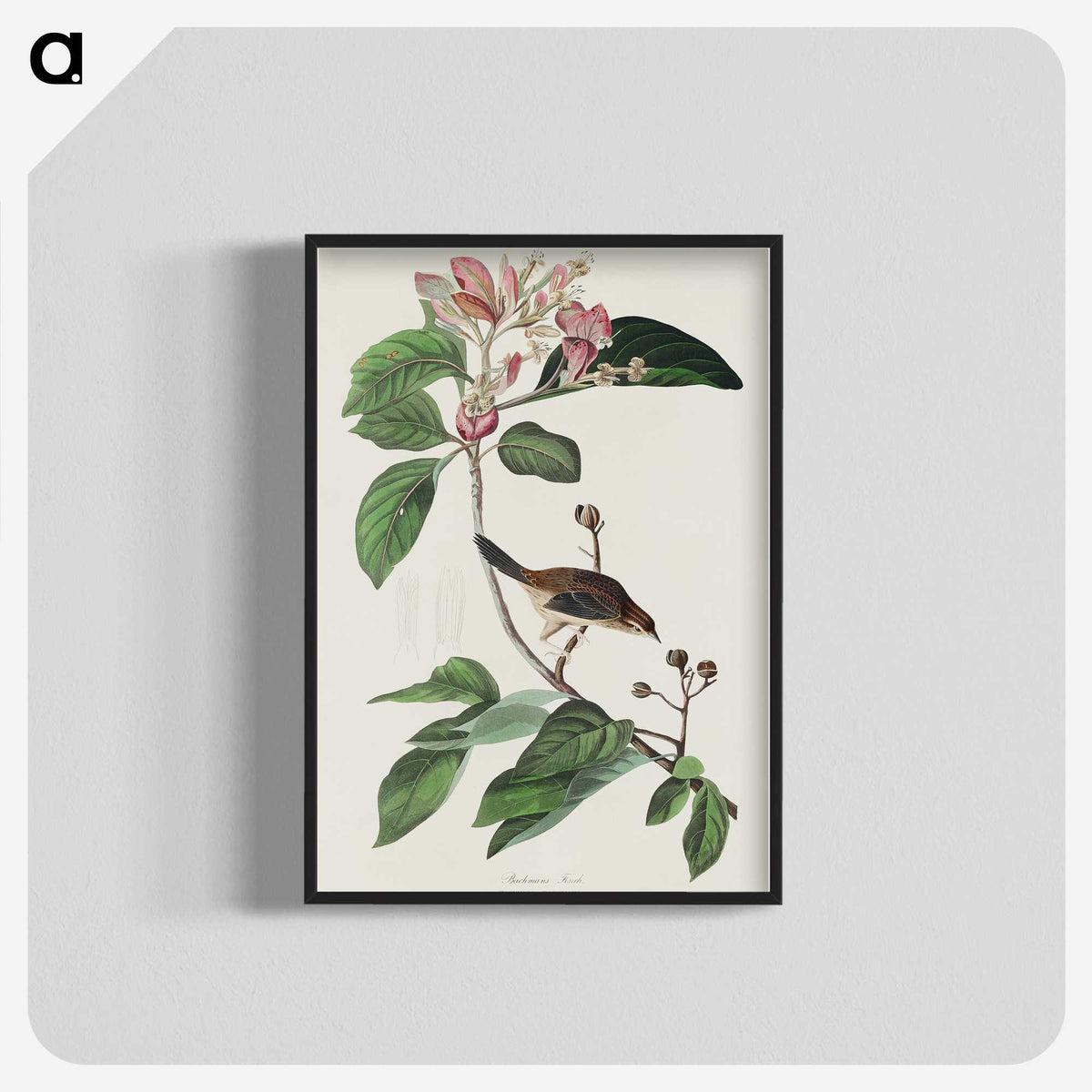 2-88_John-James-Audubon_blk-crop