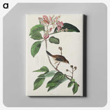 2-88_John-James-Audubon_canvas