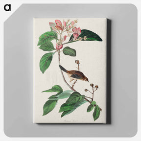アートパネル-Bachman's Finch
 - ジョン ジェームス オーデュボン Canvas.