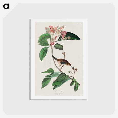 アートポストカード-Bachman's Finch
 - ジョン ジェームス オーデュボン Postcard.