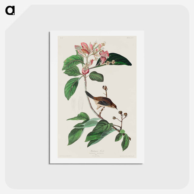 アートポストカード-Bachman's Finch
 - ジョン ジェームス オーデュボン Postcard.