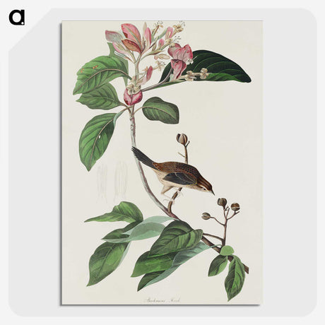 2-88_John-James-Audubon_picture-crop