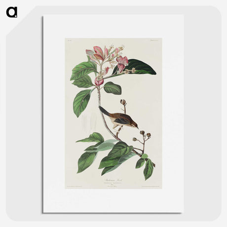 2-88_John-James-Audubon_picture
