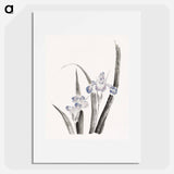 Japanese iris flower - Katsushika Hokusai Poster.