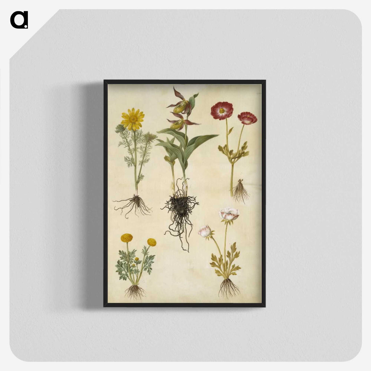 2-88_Maria-Sibylla-Merian_blk-crop
