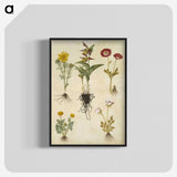 2-88_Maria-Sibylla-Merian_blk-crop