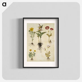 アートポスター-Spring Adonis, Lady's Slipper, and Buttercups
 - マリア ジビーラ メーリアン Poster.