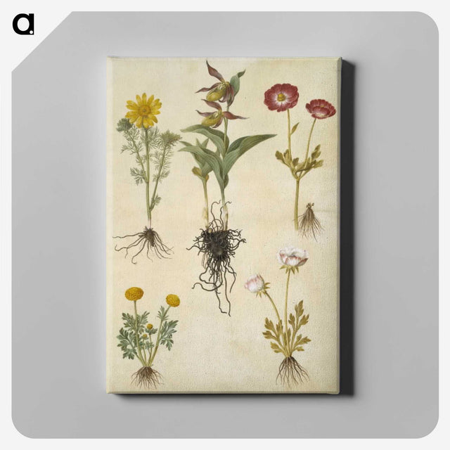 2-88_Maria-Sibylla-Merian_canvas