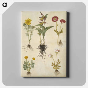 アートパネル-Spring Adonis, Lady's Slipper, and Buttercups
 - マリア ジビーラ メーリアン Canvas.