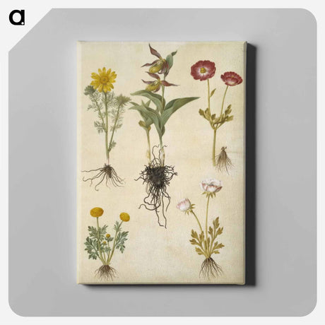 アートパネル-Spring Adonis, Lady's Slipper, and Buttercups
 - マリア ジビーラ メーリアン Canvas.