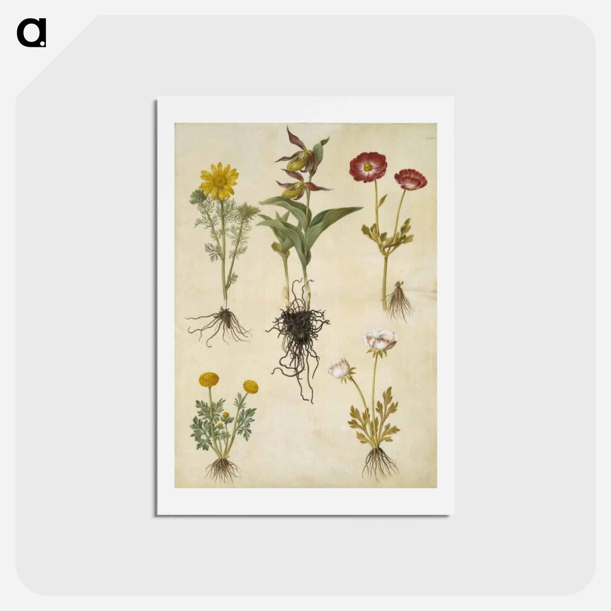 アートポストカード-Spring Adonis, Lady's Slipper, and Buttercups
 - マリア ジビーラ メーリアン Postcard.