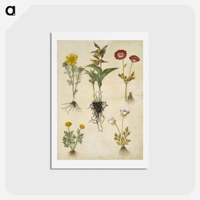 アートポストカード-Spring Adonis, Lady's Slipper, and Buttercups
 - マリア ジビーラ メーリアン Postcard.