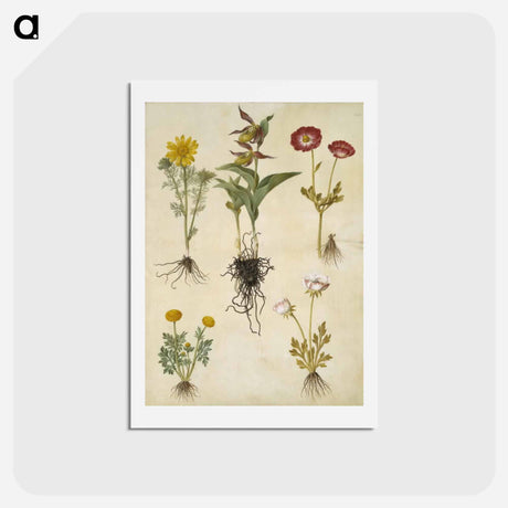 アートポストカード-Spring Adonis, Lady's Slipper, and Buttercups
 - マリア ジビーラ メーリアン Postcard.