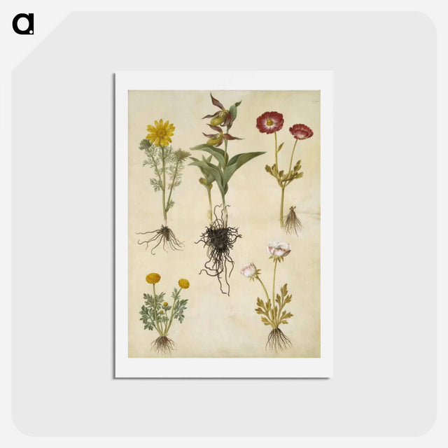 アートポストカード-Spring Adonis, Lady's Slipper, and Buttercups
 - マリア ジビーラ メーリアン Postcard.