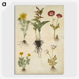 2-88_Maria-Sibylla-Merian_picture-crop