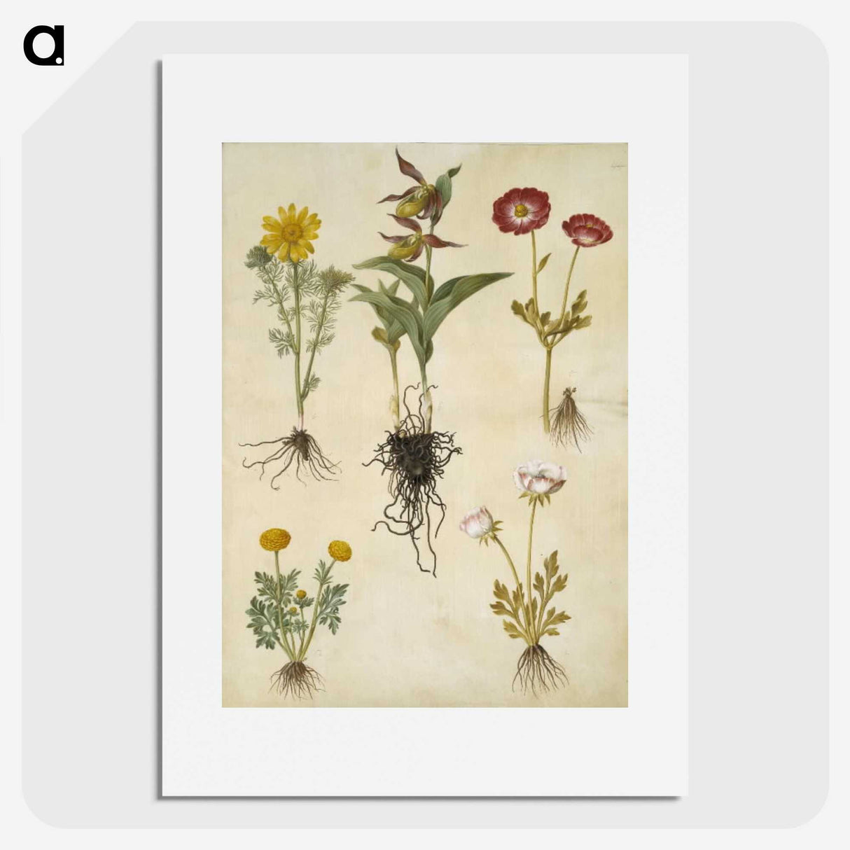 2-88_Maria-Sibylla-Merian_picture