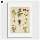 2-88_Maria-Sibylla-Merian_picture