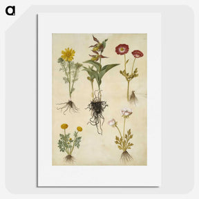 2-88_Maria-Sibylla-Merian_picture