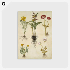 2-88_Maria-Sibylla-Merian_postcard
