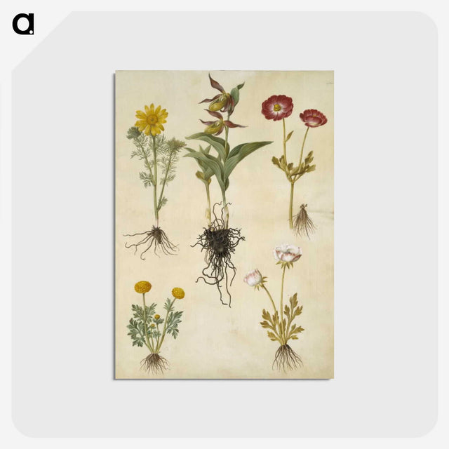 2-88_Maria-Sibylla-Merian_postcard
