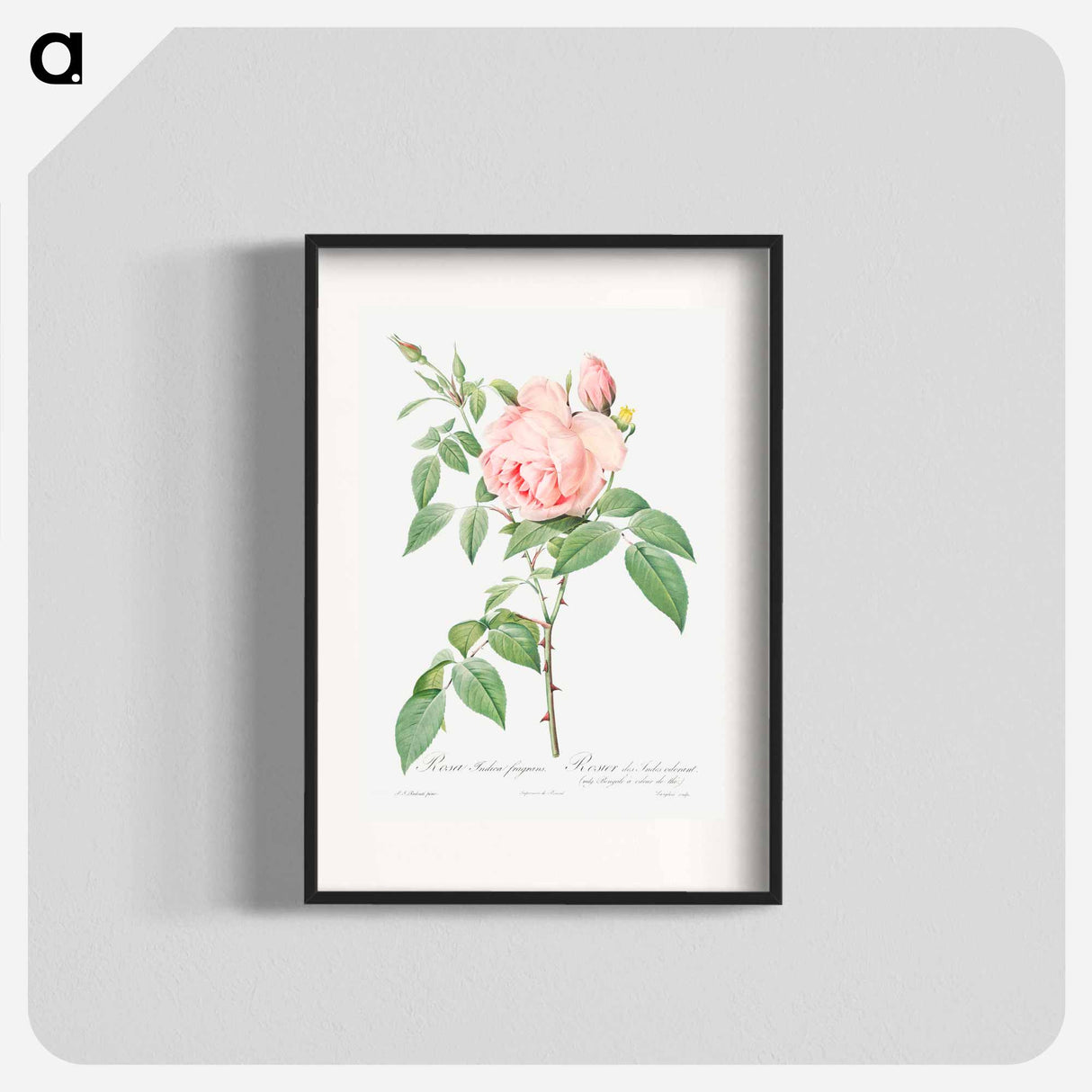 Rosa indica fragrans - ピエール ジョゼフ ルドゥーテ Poster.