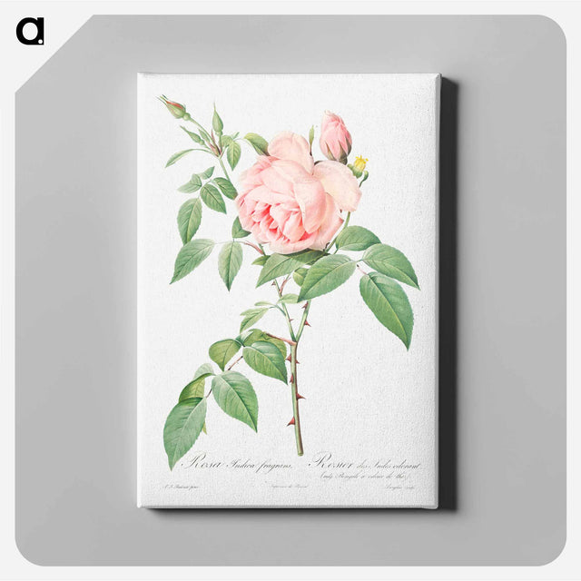 アートパネル-Rosa indica fragrans - ピエール ジョゼフ ルドゥーテ Canvas.