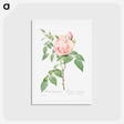 アートポストカード-Rosa indica fragrans - ピエール ジョゼフ ルドゥーテ Postcard.