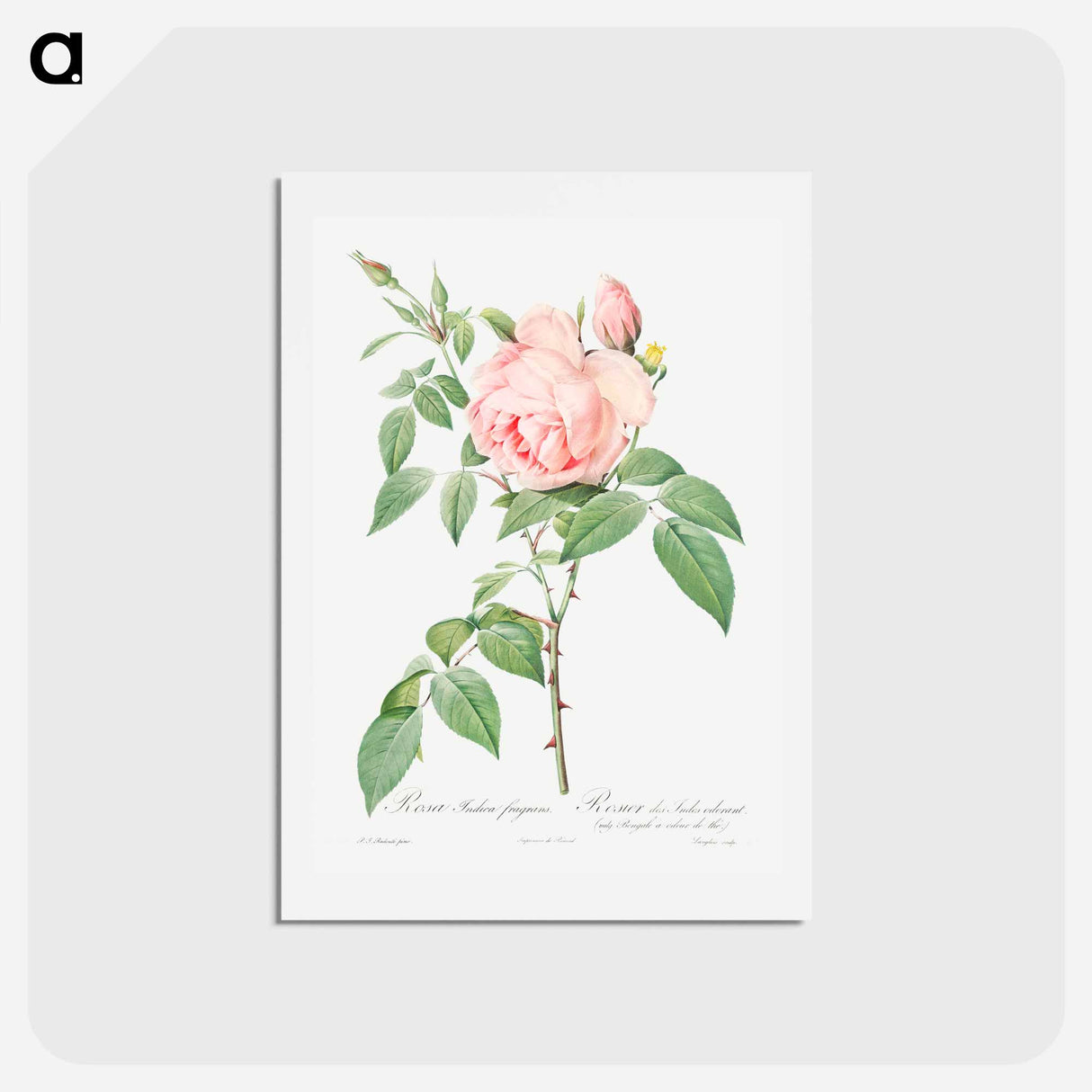 アートポストカード-Rosa indica fragrans - ピエール ジョゼフ ルドゥーテ Postcard.