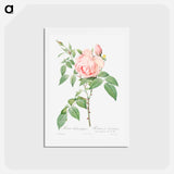 アートポストカード-Rosa indica fragrans - ピエール ジョゼフ ルドゥーテ Postcard.