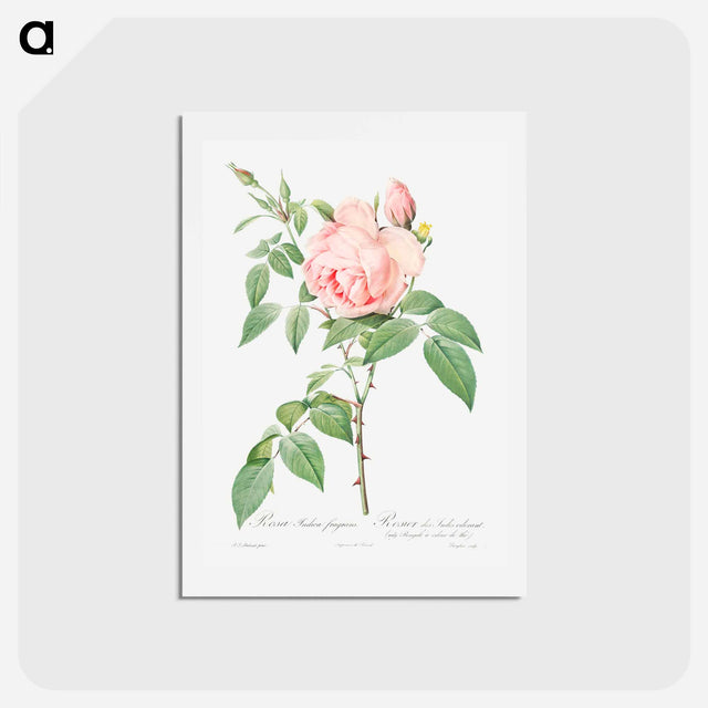 アートポストカード-Rosa indica fragrans - ピエール ジョゼフ ルドゥーテ Postcard.