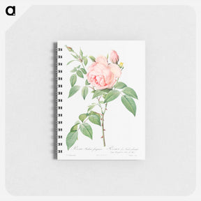 アートメモ帳-Rosa indica fragrans - ピエール ジョゼフ ルドゥーテ Memo.