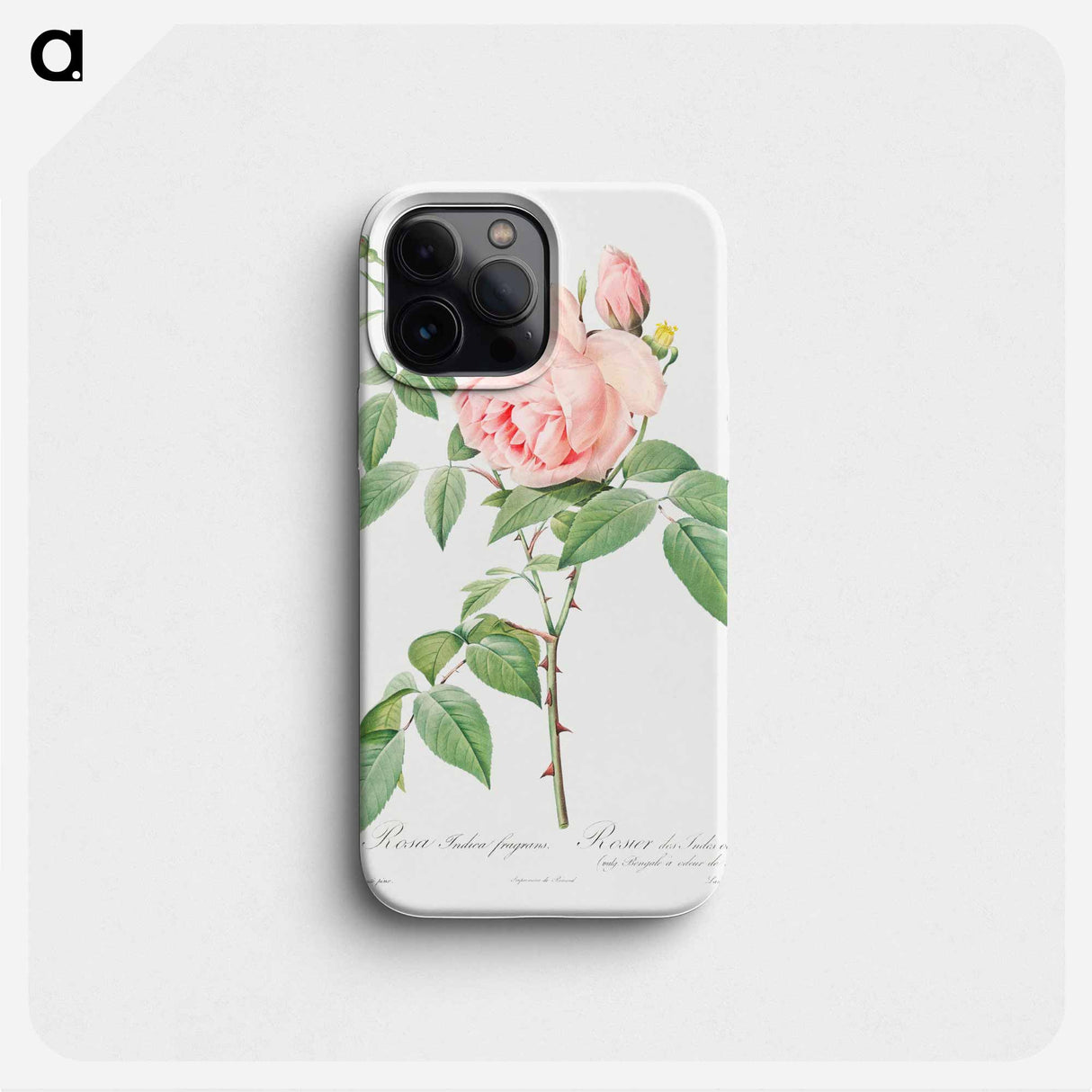 Rosa indica fragrans - ピエール ジョゼフ ルドゥーテ Phone Case.