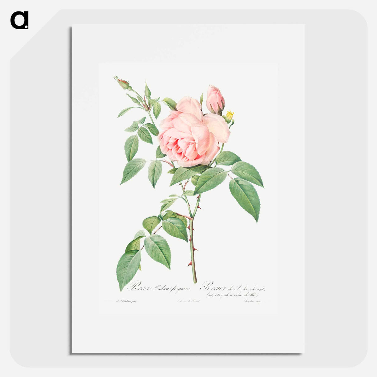 Rosa indica fragrans - ピエール ジョゼフ ルドゥーテ Poster.