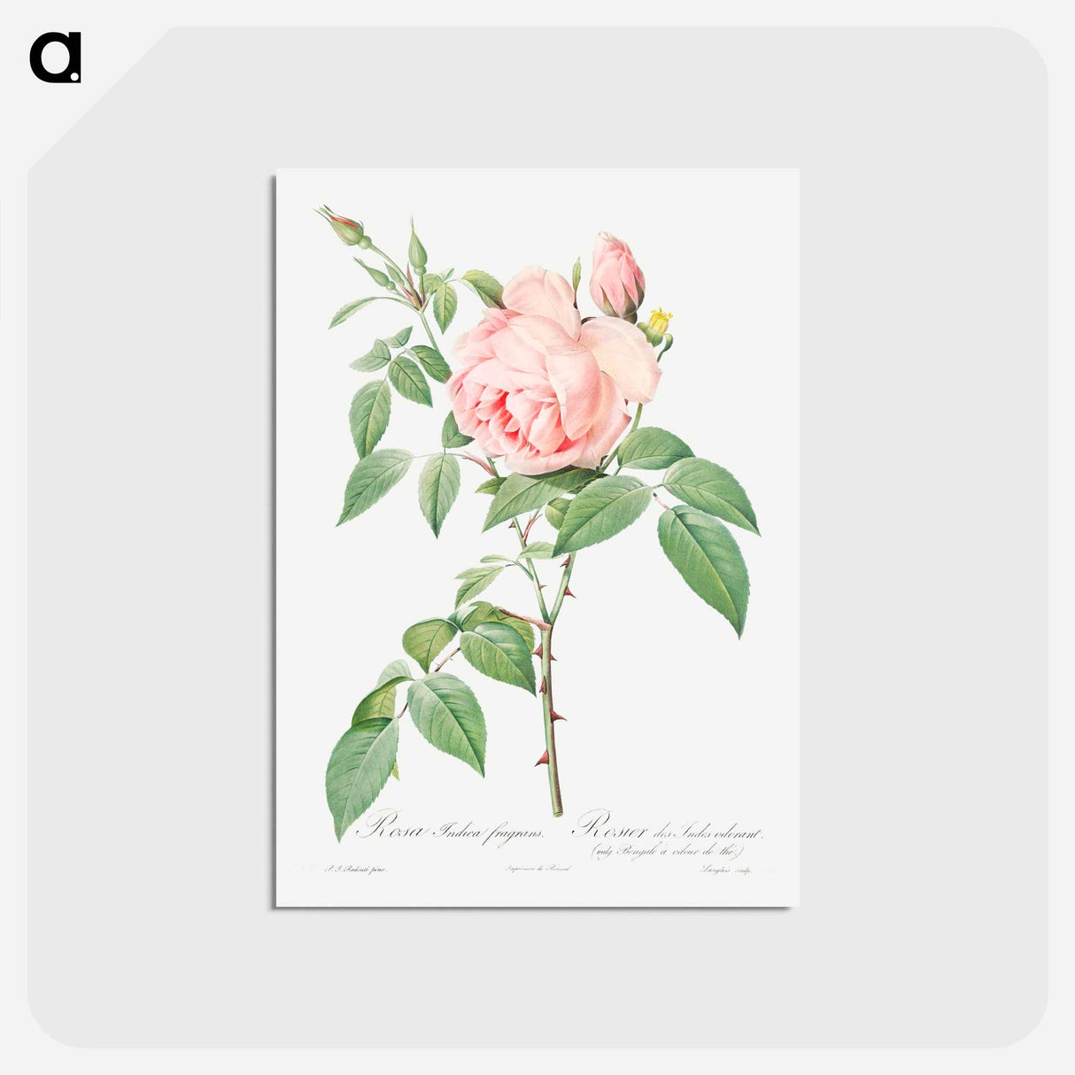 アートポストカード-Rosa indica fragrans - ピエール ジョゼフ ルドゥーテ Postcard.