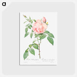 アートポストカード-Rosa indica fragrans - ピエール ジョゼフ ルドゥーテ Postcard.