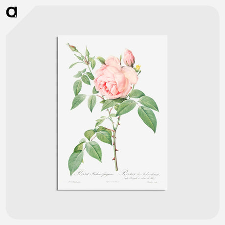 アートポストカード-Rosa indica fragrans - ピエール ジョゼフ ルドゥーテ Postcard.