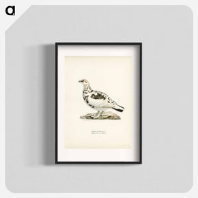 アートポスター-Rock Ptarmigan
 - スヴェンスカ フォグラル Poster.