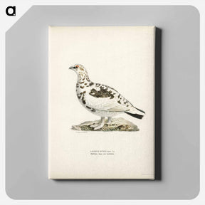 アートパネル-Rock Ptarmigan
 - スヴェンスカ フォグラル Canvas.