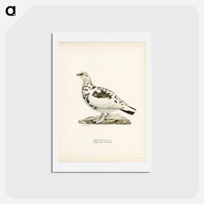 アートポストカード-Rock Ptarmigan
 - スヴェンスカ フォグラル Postcard.