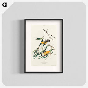 アートポスター-Prothonotary Warbler from Birds of America
 - アメリカの鳥たち Poster.