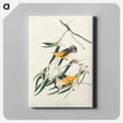 アートパネル-Prothonotary Warbler from Birds of America
 - アメリカの鳥たち Canvas.