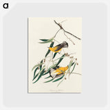アートポストカード-Prothonotary Warbler from Birds of America
 - アメリカの鳥たち Postcard.