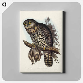 アートパネル-Powerful Owl
 - オーストラリアの鳥 Canvas.