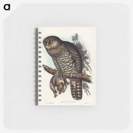 アートメモ帳-Powerful Owl
 - オーストラリアの鳥 Memo.
