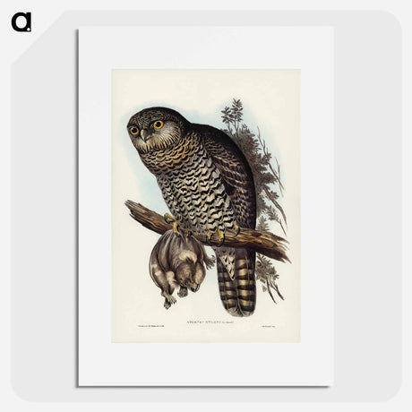 アートポスター-Powerful Owl
- オーストラリアの鳥 Poster.