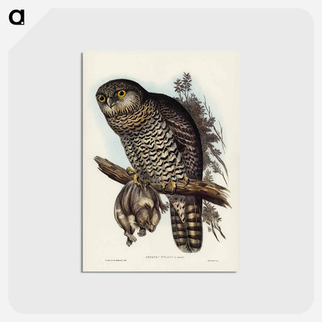 アートポストカード-Powerful Owl
 - オーストラリアの鳥 Postcard.