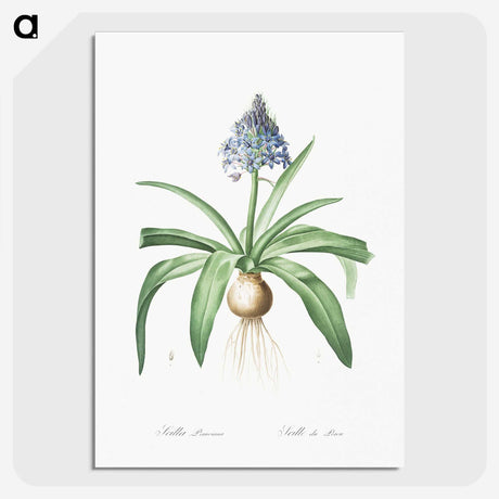 2-88_The-Lilies_picture-crop